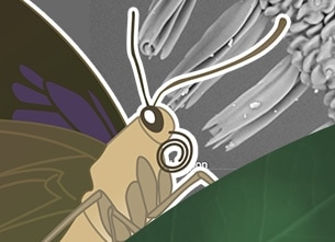 Take the Quiz! The Secrets of Insects' Mouths