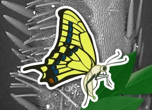 The Secrets of Insects' Legs